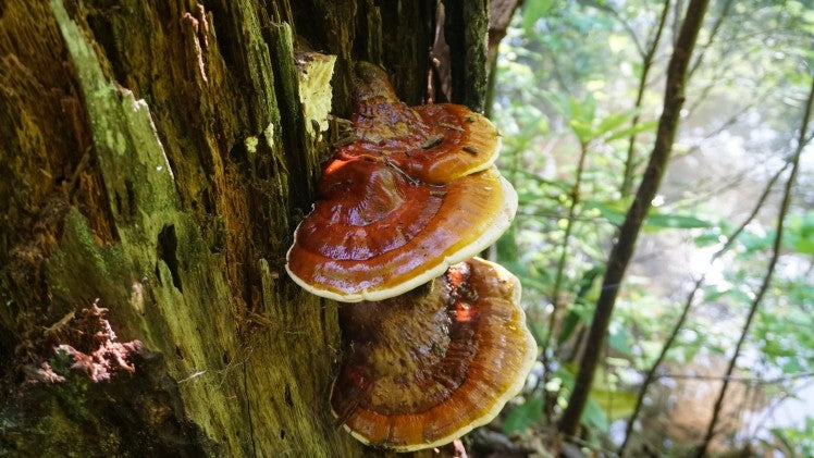 Reishi Mushroom Capsules