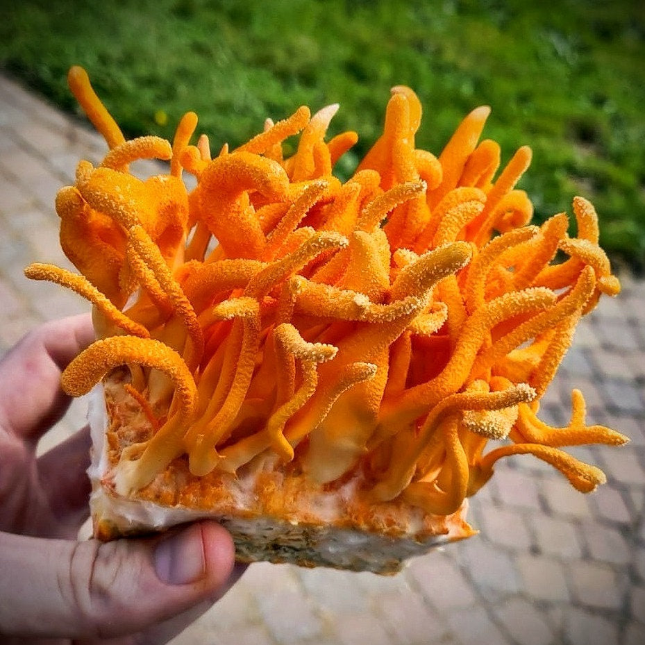 Cordyceps Mushroom