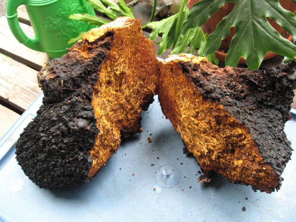 Chaga Mushroom , the detox shroom