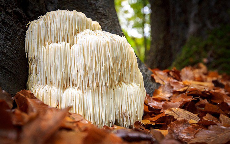 Lion's Mane Mushroom