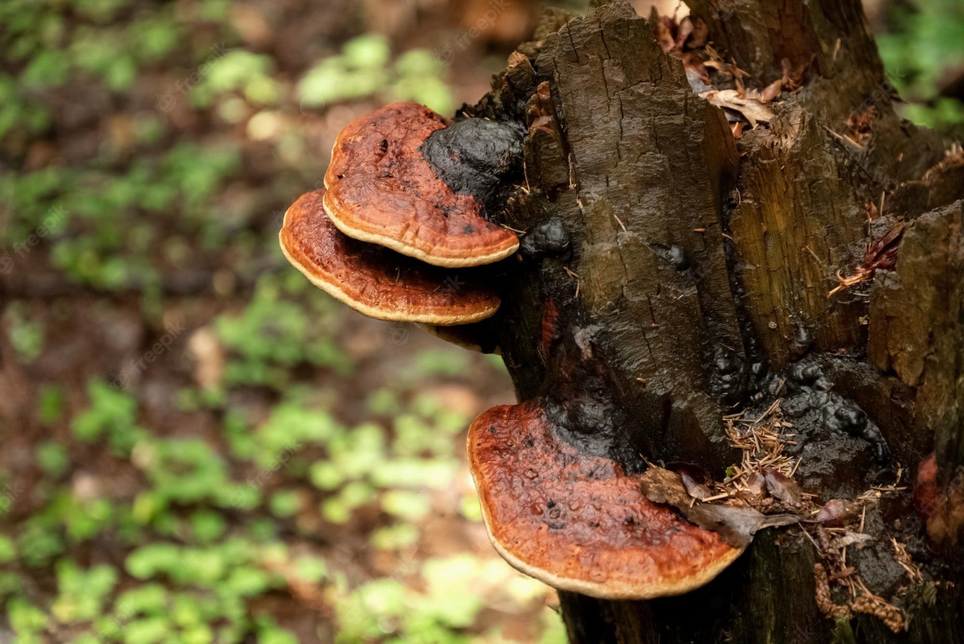 Chaga Mushroom 