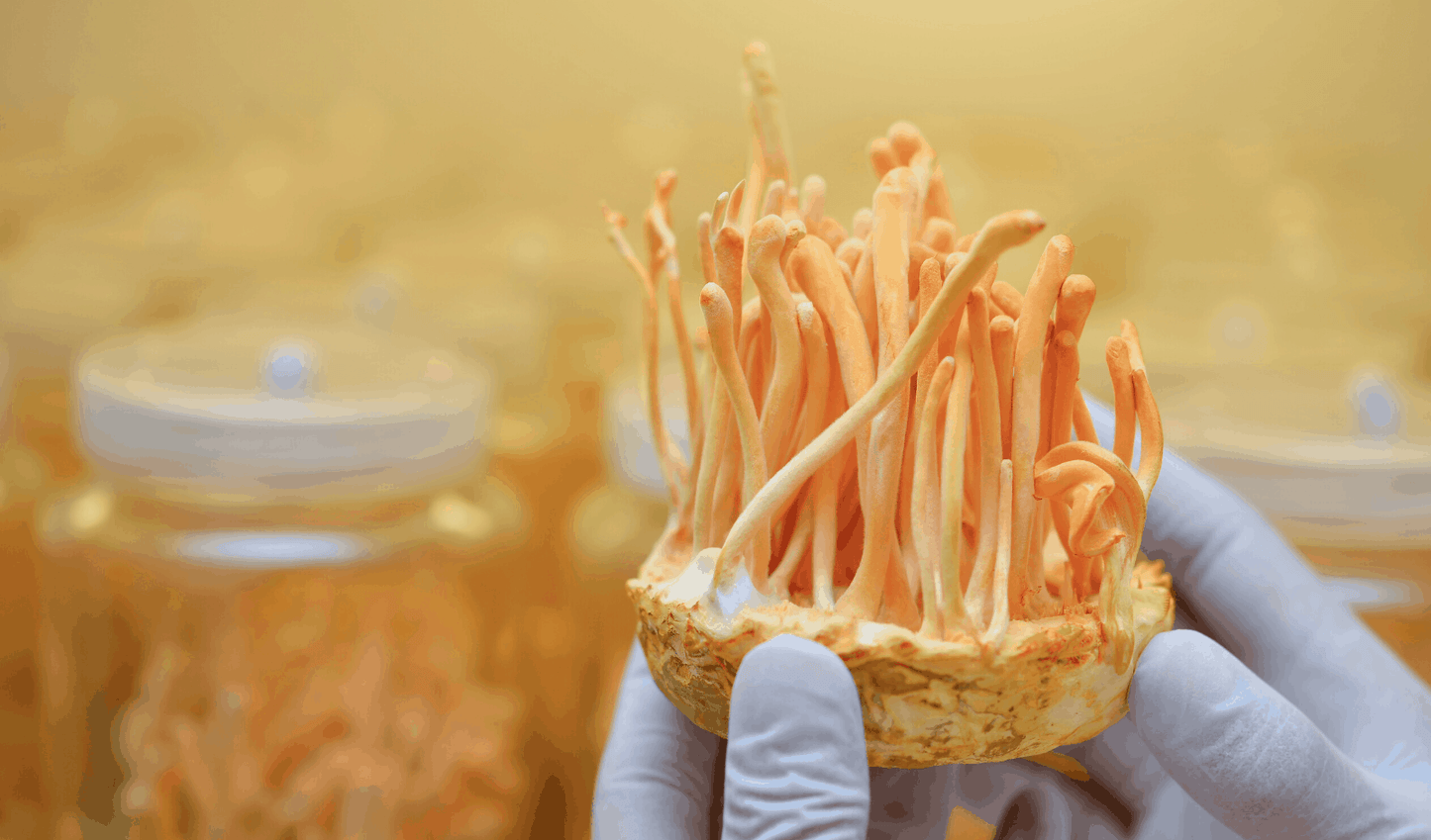 Cordyceps Mushroom 