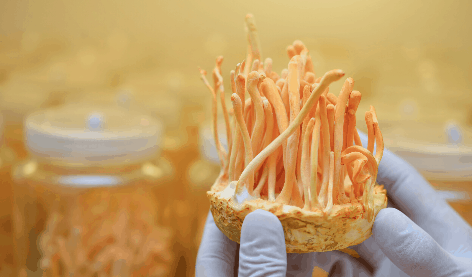 Cordyceps Mushroom 